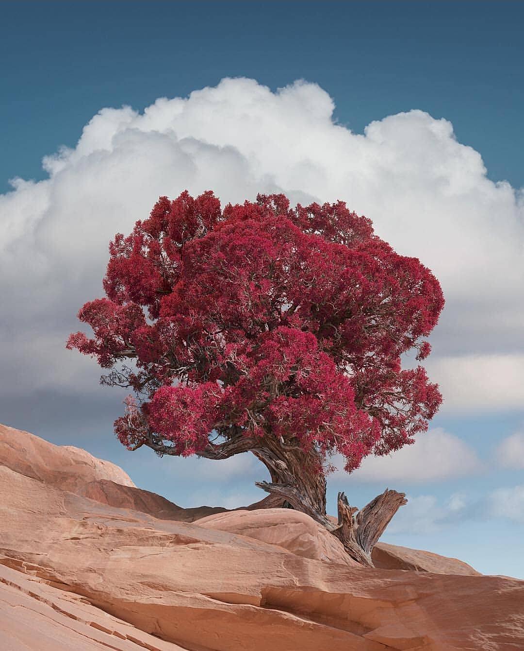 Praesent ac felis non